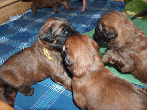 Briard Zuch Lbeck Schleswig Holstein 