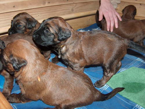 Briard Zuch Lbeck Schleswig Holstein 