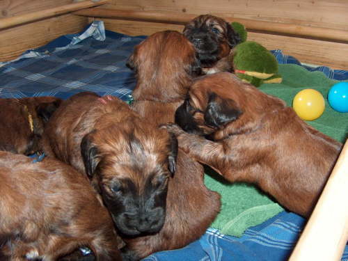 Briard Zuch Lbeck Schleswig Holstein 